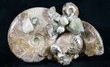 Beautiful Polished Ammonite Cluster - / Wide #9559-1